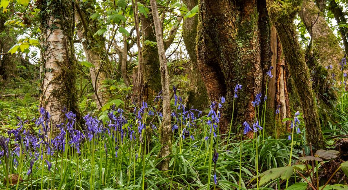 The woodland walk is full of bluebells in the spring.