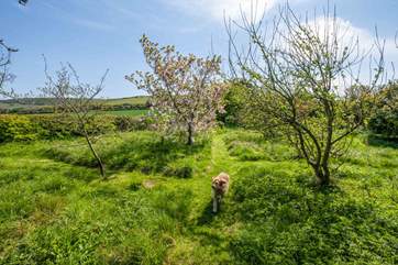 The orchard and meadow is a lovely place to explore. There is also a wildlife pond, so please take care with children.