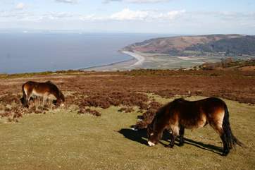 The stunning views from Porlock Hill stretch for miles and, on a clear day, you can see Wales. You may see the endangered Exmoor Pony - one of our oldest native breeds - grazing on the heather-covered hillsides.