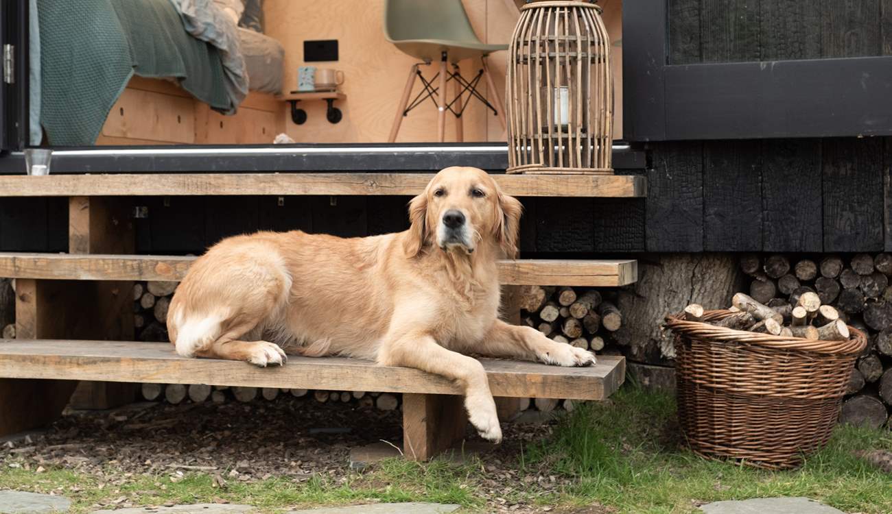 The Bird Box is dog-friendly, so there's no need to leave your beloved pooch behind. 