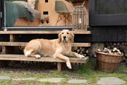 The Bird Box is dog-friendly, so there's no need to leave your beloved pooch behind.