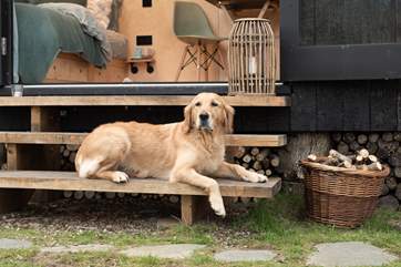 The Bird Box is dog-friendly, so there's no need to leave your beloved pooch behind.