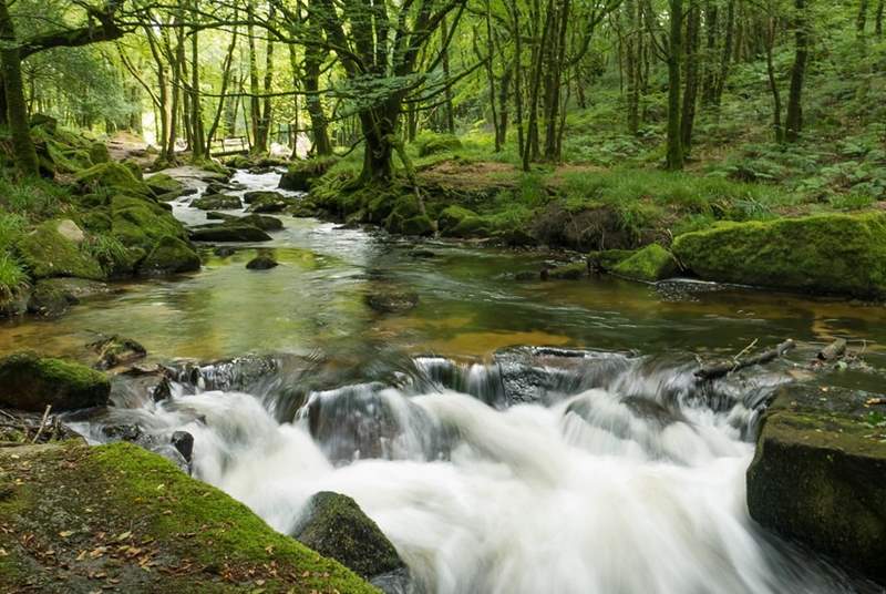 Golitha Falls is just a short drive away and is like something out of a fairytale. 