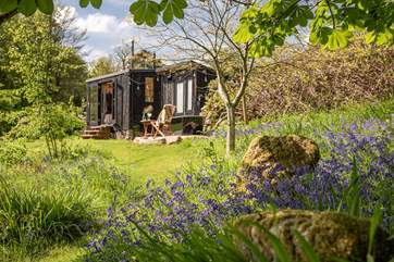 The bluebells form a wonderful carpet in late spring