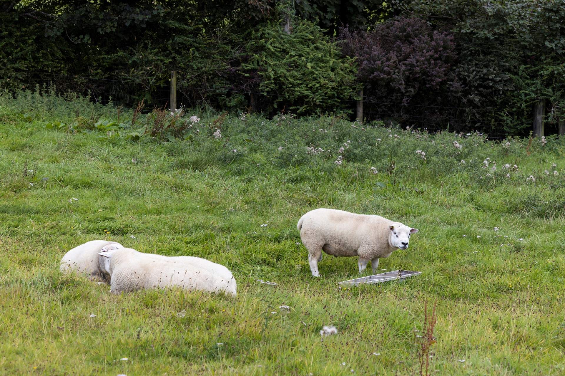 Your friendly neighbours.