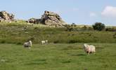 Some of the friendly faces you will encounter when out and about on the moors. - Thumbnail Image