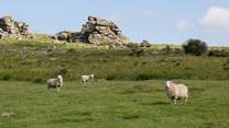 Some of the friendly faces you will encounter when out and about on the moors.
