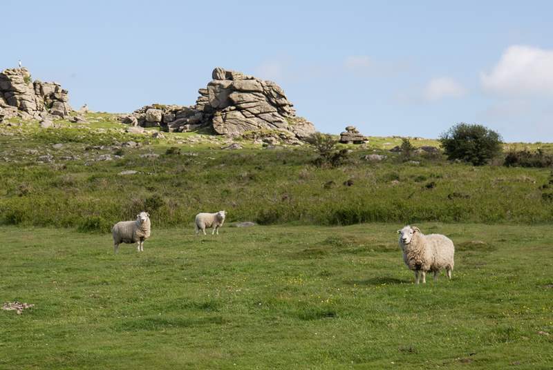 Some of the friendly faces you will encounter when out and about on the moors.