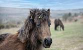 The wild ponies of Dartmoor are part of the stunning landscape. - Thumbnail Image