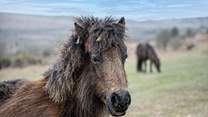 The wild ponies of Dartmoor are part of the stunning landscape.