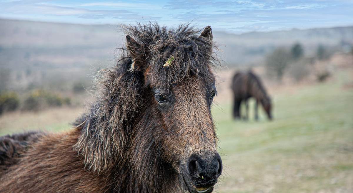 The wild ponies of Dartmoor are part of the stunning landscape.