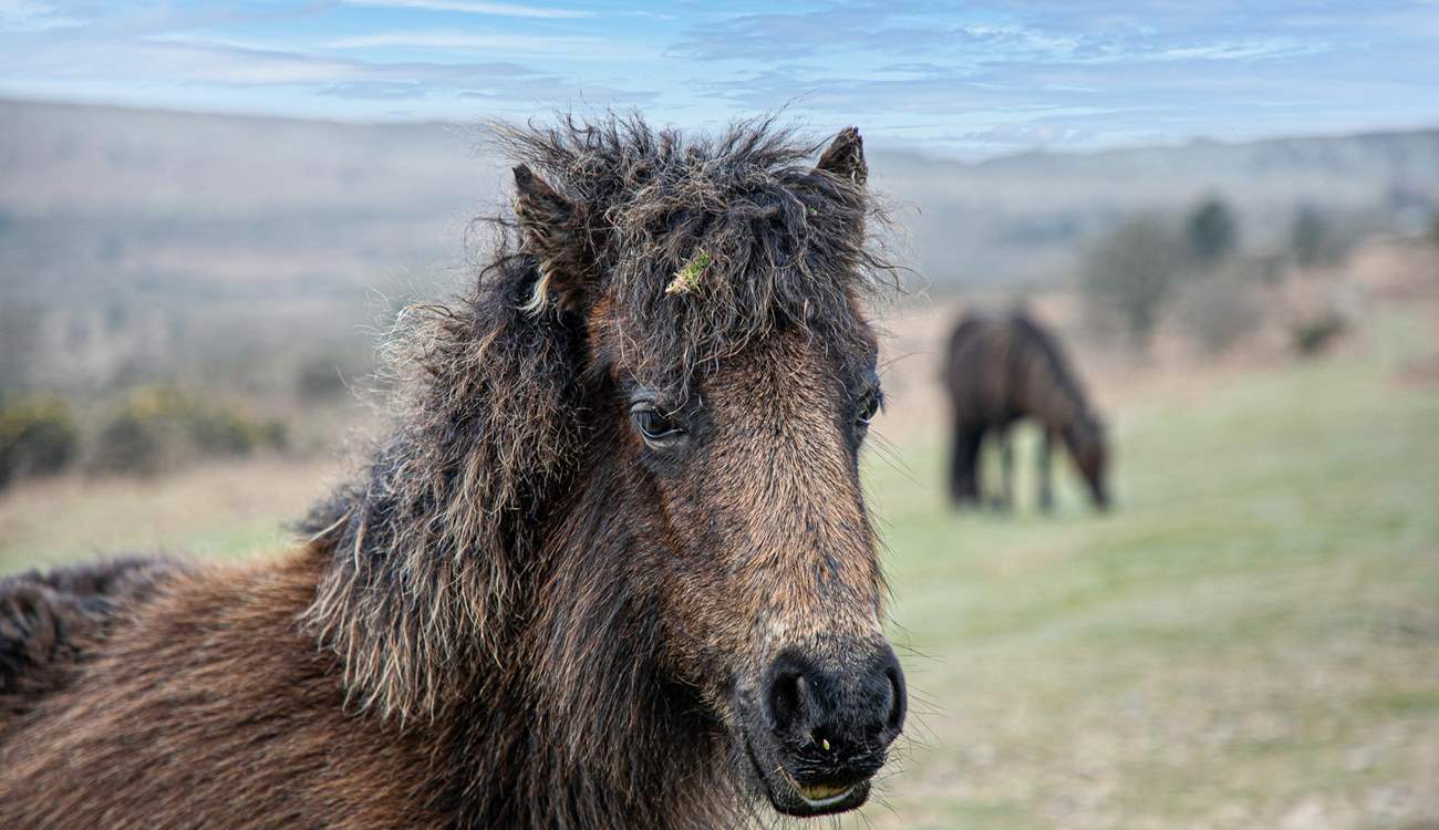 The wild ponies of Dartmoor are part of the stunning landscape.