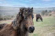 The wild ponies of Dartmoor are part of the stunning landscape.