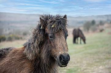 The wild ponies of Dartmoor are part of the stunning landscape.