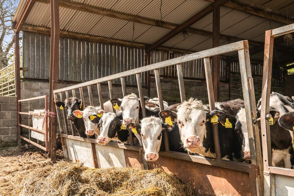 Say hello to the friendly cows! The cattle shed is located next to The Barn and so you will get plenty of opportunities to see them.