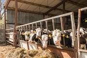 Say hello to the friendly cows! The cattle shed is located next to The Barn and so you will get plenty of opportunities to see them.