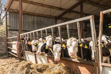 Say hello to the friendly cows! The cattle shed is located next to The Barn and so you will get plenty of opportunities to see them.