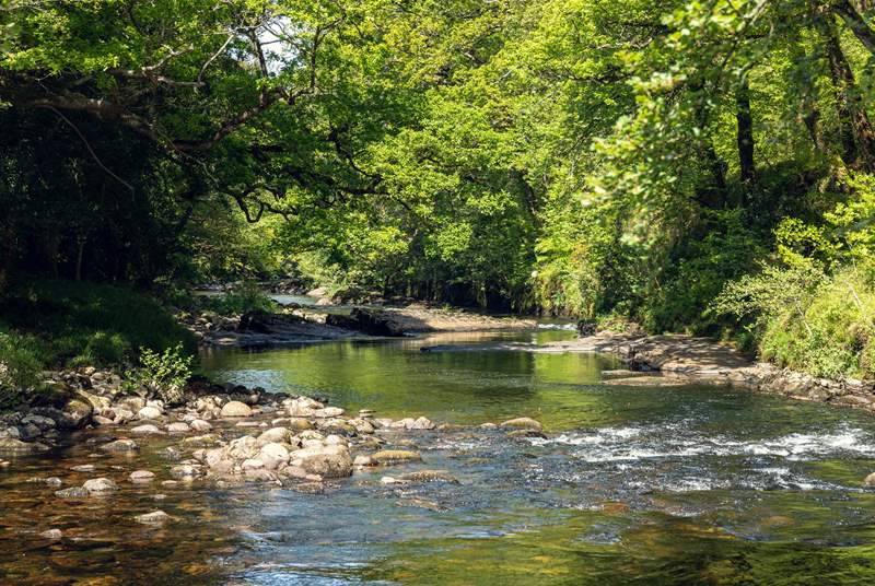 Reconnect with nature along the peaceful River Dart.