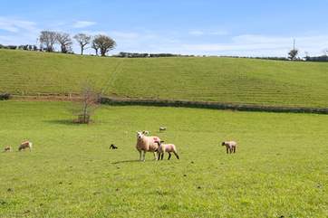 You may even make some woolly friends on your visit.