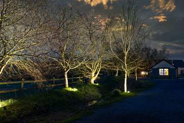 As the sun sets the trees become magical.