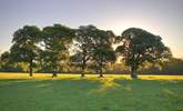 Watch the sun set behind the oak trees. - Thumbnail Image