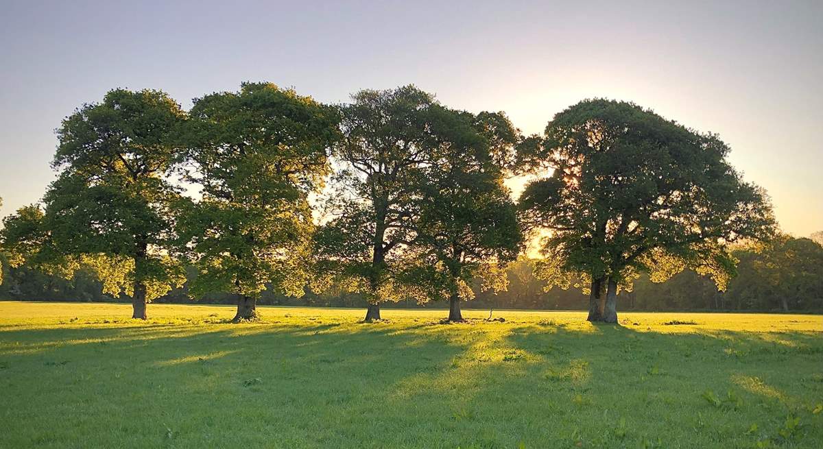 Watch the sun set behind the oak trees.