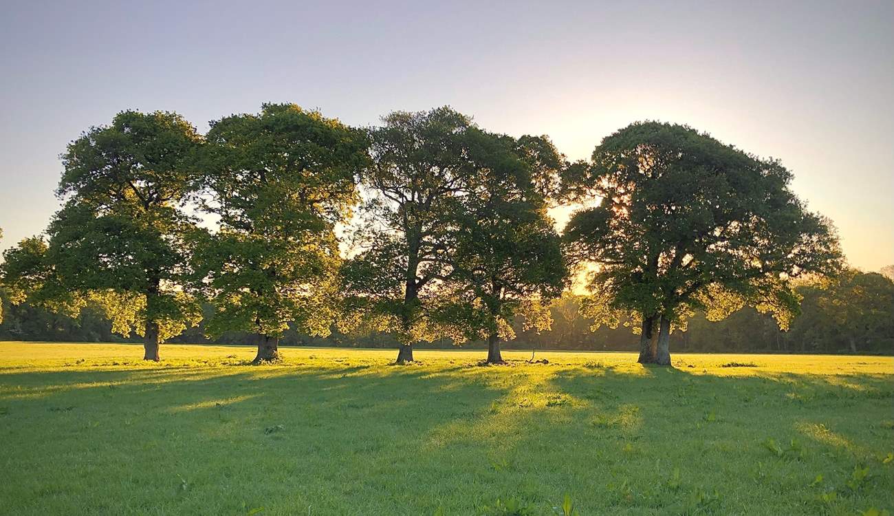Watch the sun set behind the oak trees.