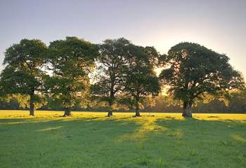 Watch the sun set behind the oak trees.
