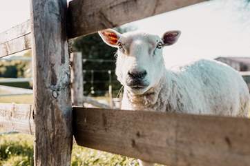 Say hello to the neighbours.
