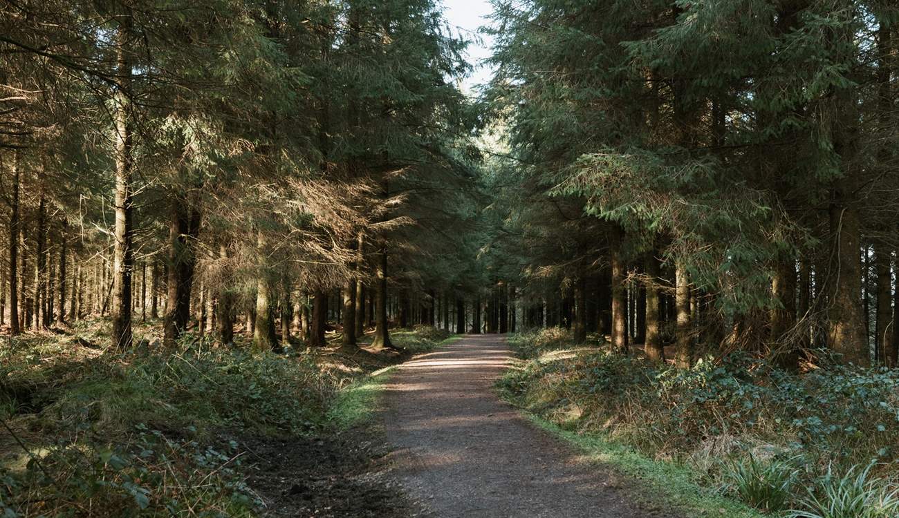 Another gorgeous walk in the Blackdown Hills is Staple Hill, where you can wander the path through ancient pines. 