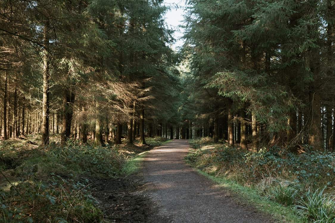 Another gorgeous walk in the Blackdown Hills is Staple Hill, where you can wander the path through ancient pines.