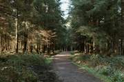 Another gorgeous walk in the Blackdown Hills is Staple Hill, where you can wander the path through ancient pines.