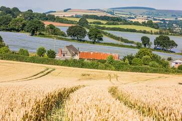 Beautiful rural Somerset.