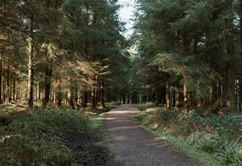 Another gorgeous walk in the Blackdown Hills is Staple Hill, where you can wander the path through ancient pines. 