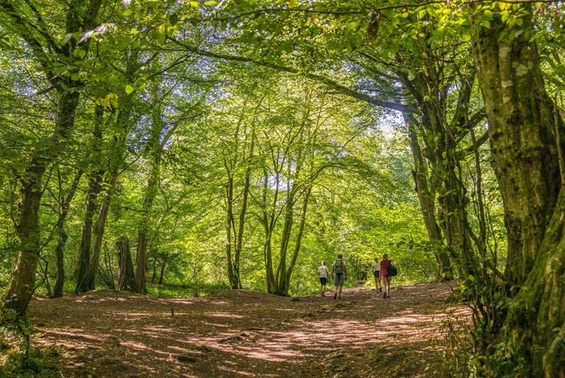 Rural Somerset has wonderful woodland and nature to explore.