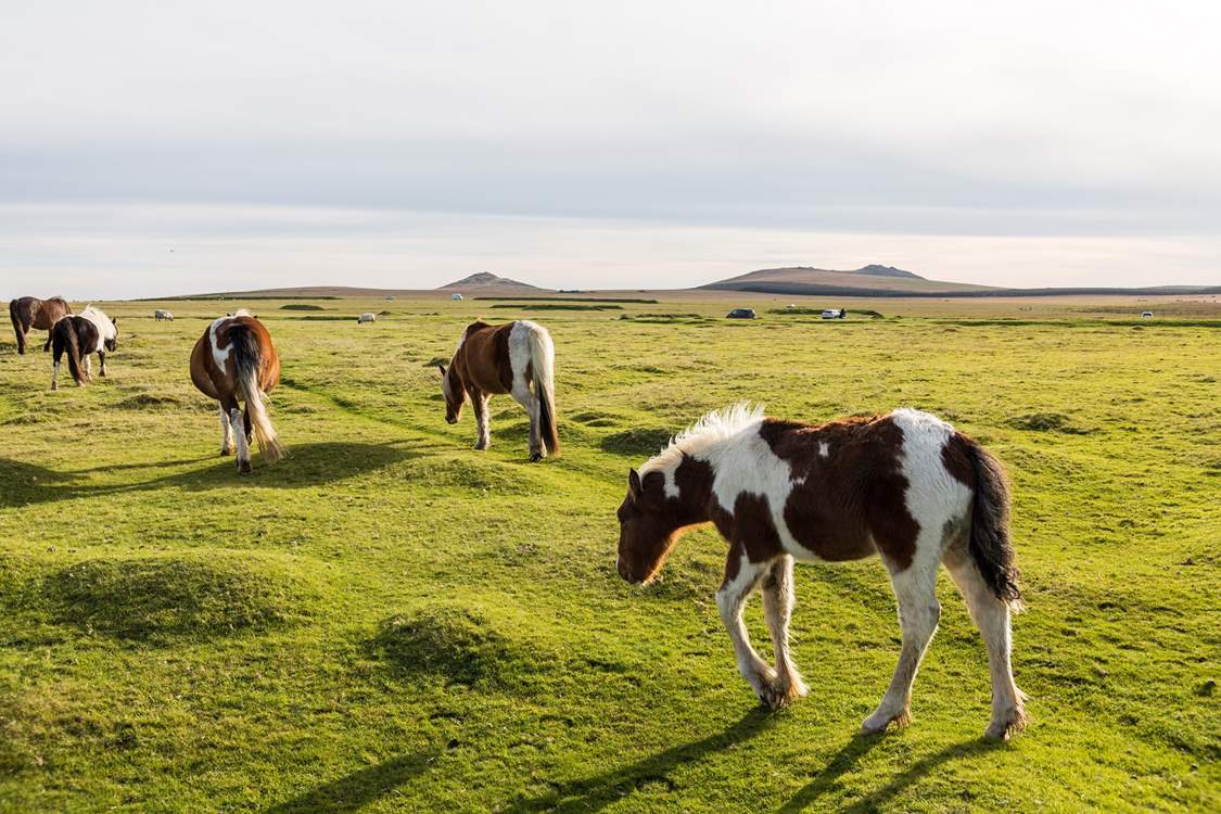 If you fancy tranquil countryside, Bodmin Moor is nearby.