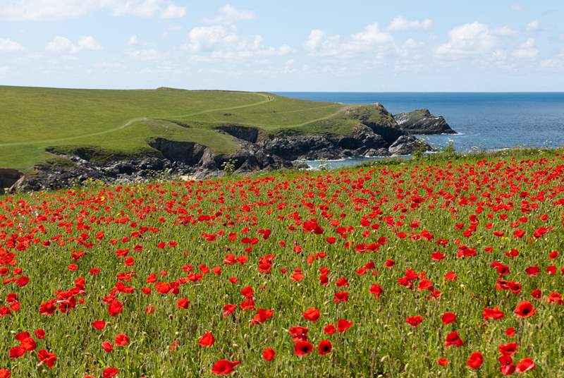 The poppies above Polly Joke beach are well worth seeing.