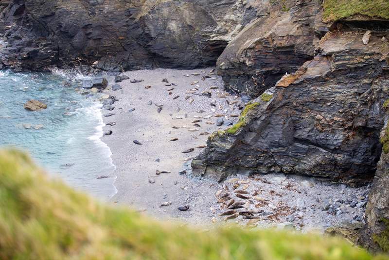 For wildlife lovers, head to Godrevy and walk up to Mutton Cove to see the seals.