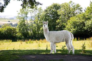 This gorgeous rural retreat has the cutest of residents and you are very welcome to say hello.