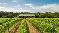 Bolney Vineyard.