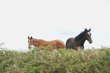 Say hello to your friendly neighbours.