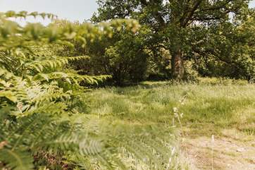 Birds, butterflies, deer and even otters are known to shuffle around the stunning surrounding woodland.