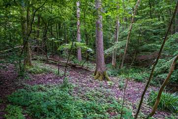 Situated on the edge of a nature reserve where there are some great walks.