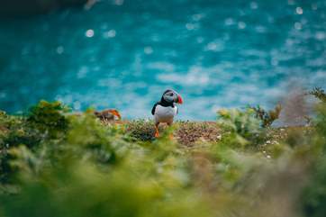 Head over to Skomer Island and see the adorable puffins.