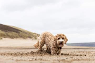 Your dog is more than welcome to join you!