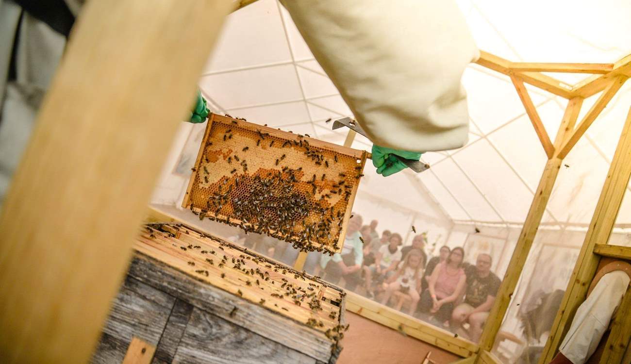 Quince Honey Farm is five minutes in the car and makes for a lovely day out! (Photo credit Quince Honey Farm). 