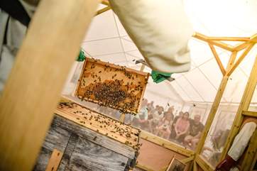 Quince Honey Farm is five minutes in the car and makes for a lovely day out! (Photo credit Quince Honey Farm).