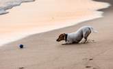 Your canine companion is most welcome at this beautiful home. - Thumbnail Image