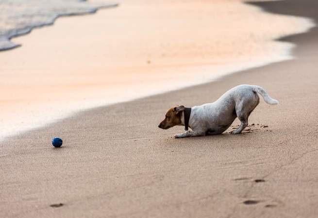 Your canine companion is most welcome at this beautiful home.