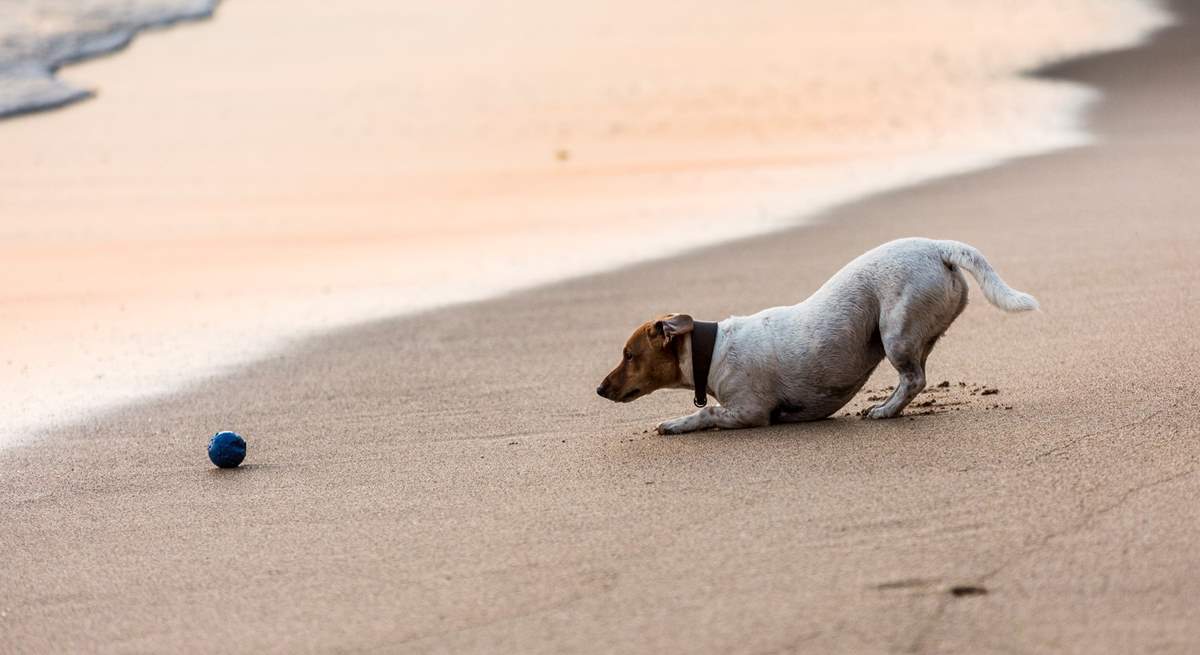 Your canine companion is most welcome at this beautiful home.